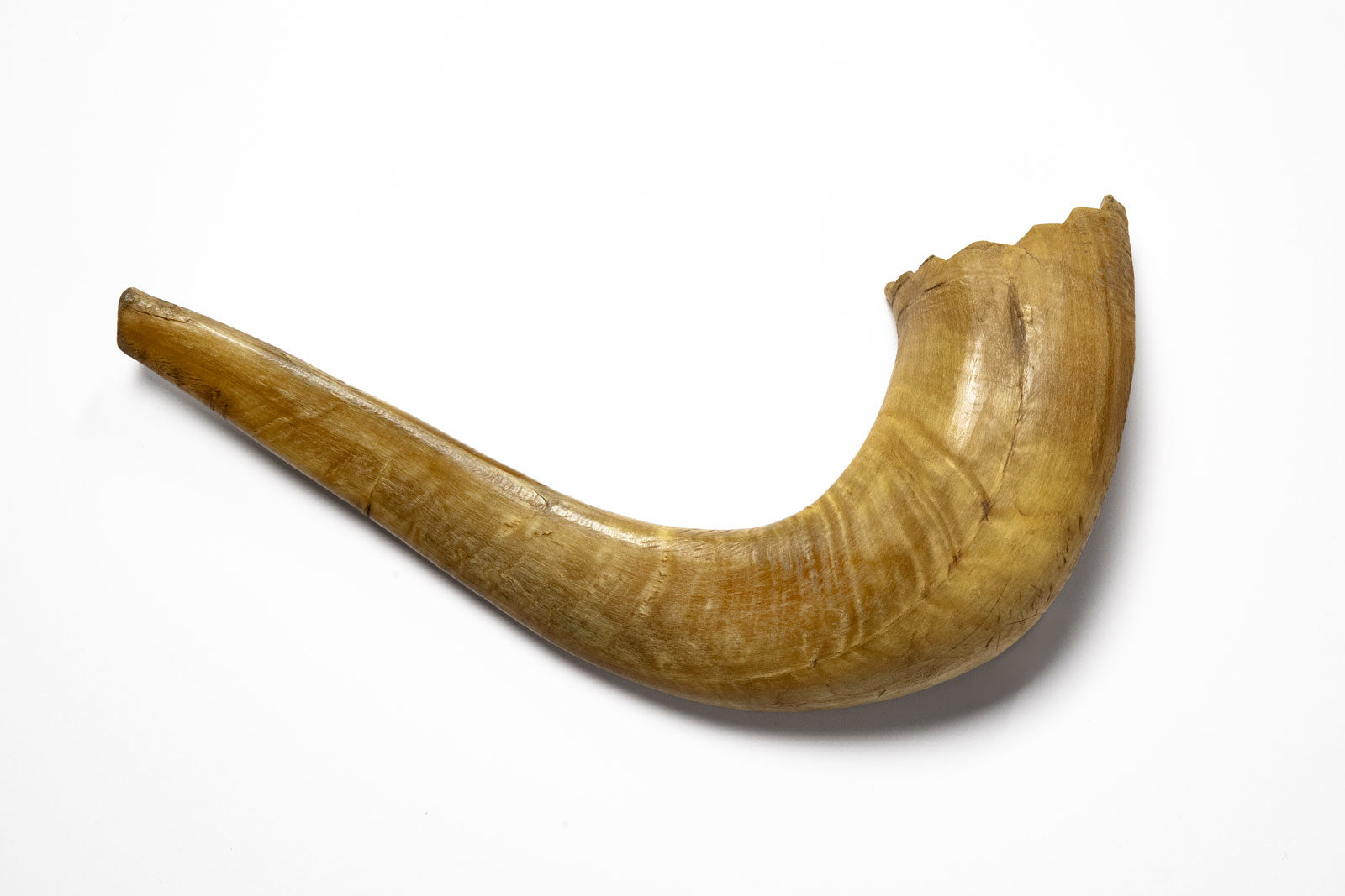 A Shofar Blown in Auschwitz Artifact Presentation Ceremony Museum of